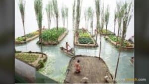 Aztec Chinampas (Floating Gardens).